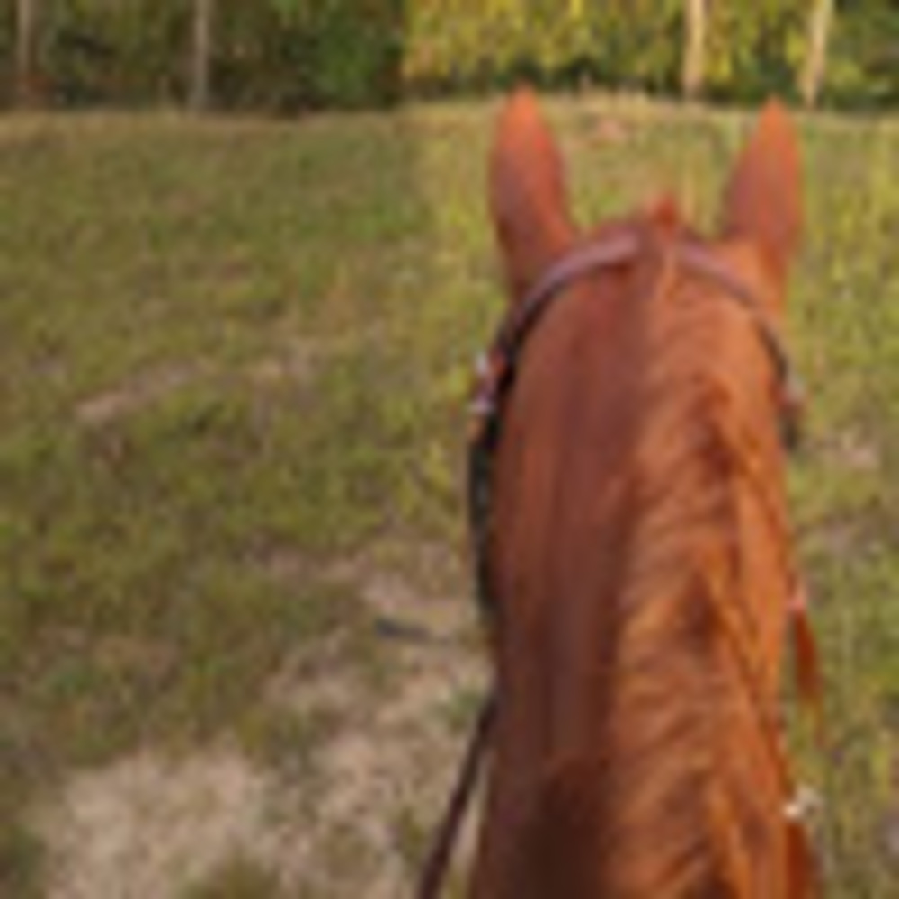 Meet your Posher, Nyxx